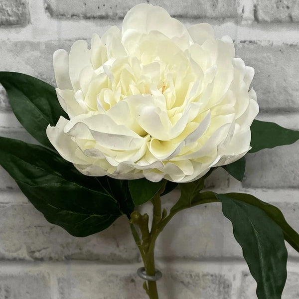 Cream Fresh Touch Peony Stem - Lady of the Lake