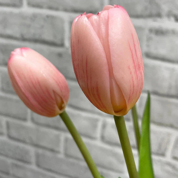 Dynasty Pink Fresh Touch Tulip Bundle - Lady of the Lake