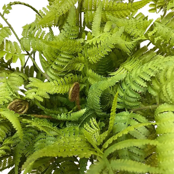 Fresh Touch Lacy Tree Fern Bush - Lady of the Lake