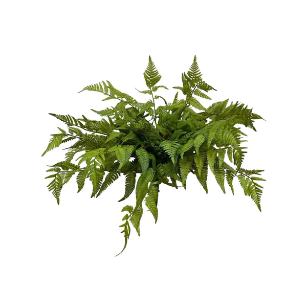 Fresh Touch Lacy Tree Fern Bush - Lady of the Lake