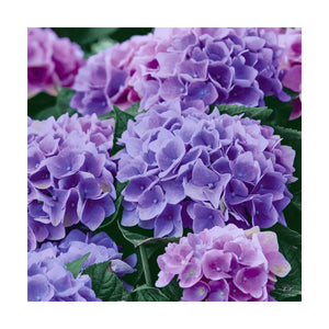 Lilac Hydrangea - Paper Napkins