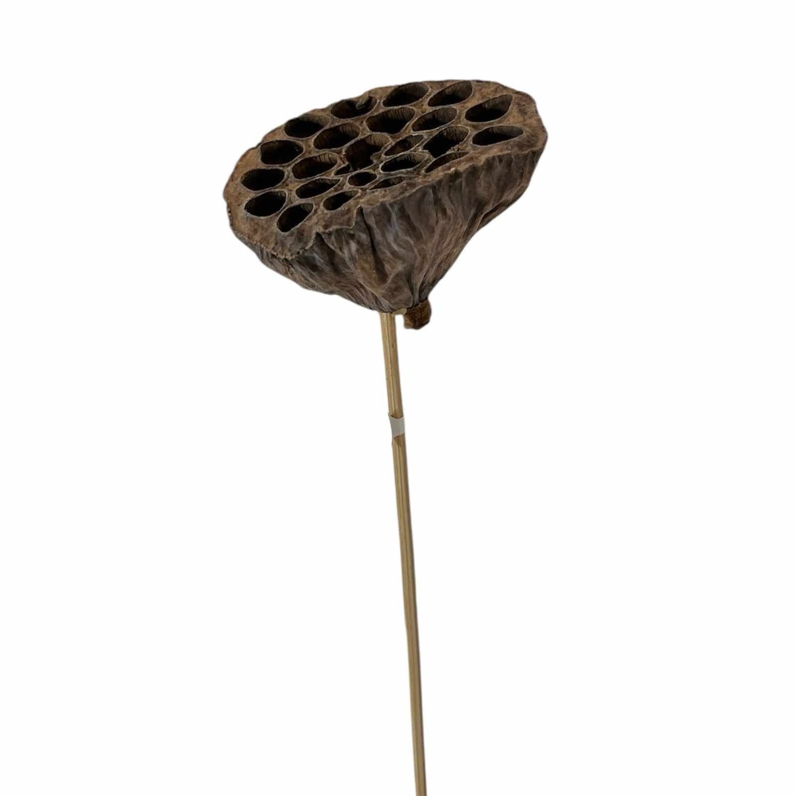 Lotus Pod