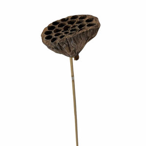 Lotus Pod