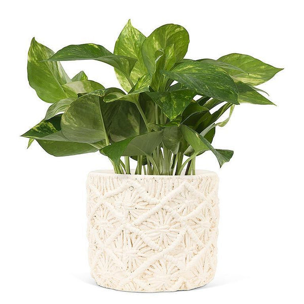 Macrame Style Planter - Lady of the Lake