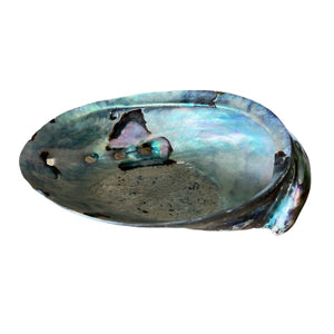 files/paua-shell-dish-421491.jpg