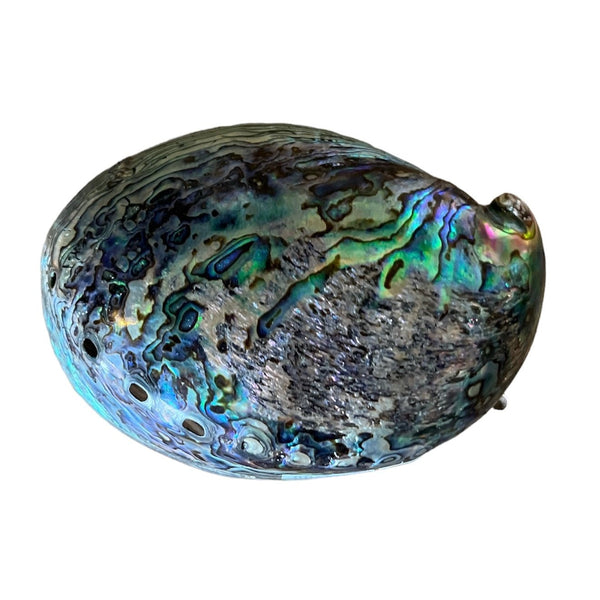 Paua Shell Dish