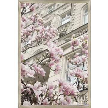 Pink Magnolia I - Framed Print
