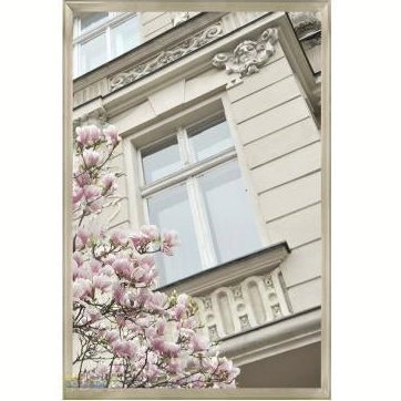 Pink Magnolia II - Framed Print