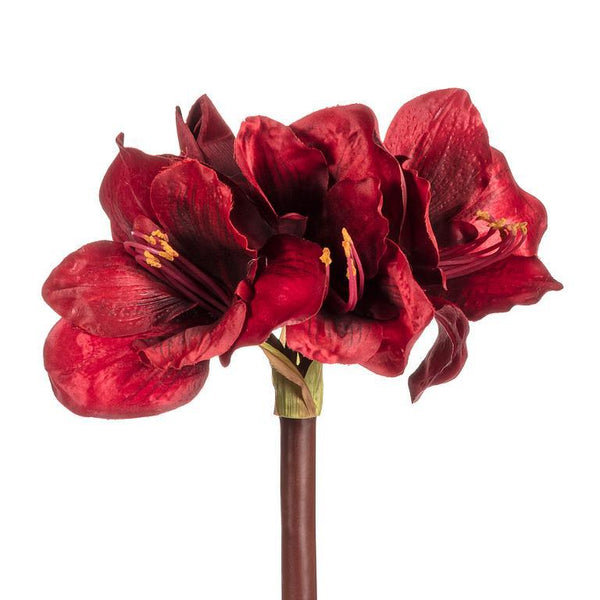 Red Amaryllis Stem - Lady of the Lake