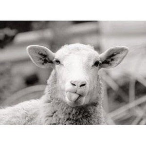 Sheep Tongue - Greeting Card - Birthday