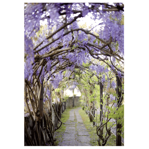 Tuscan Wisteria - Greeting Card - Sympathy