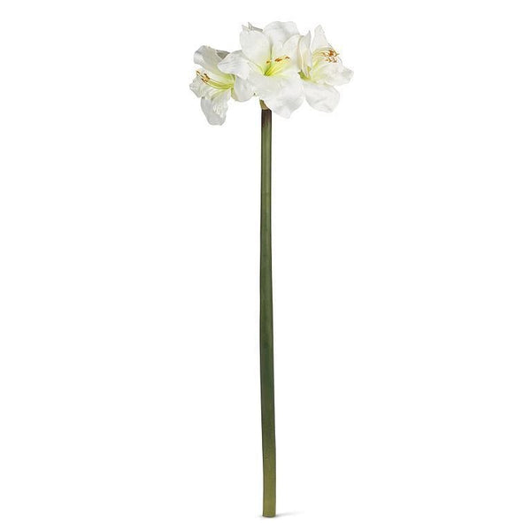 White Amaryllis Stem - Lady of the Lake