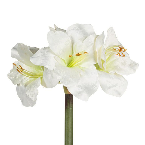 White Amaryllis Stem - Lady of the Lake