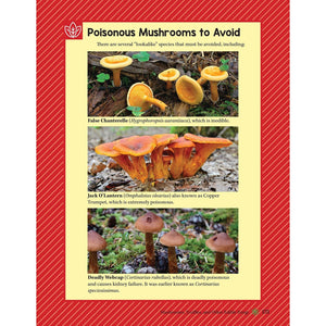 products/a-guide-to-wild-food-foraging-paperback-book-639039.jpg