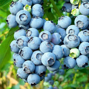 products/blueberry-balsamic-vinegar-371513.webp