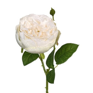 Cream English Garden Rose Stem