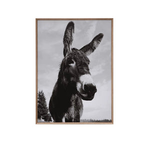 Donkey Photograph - Framed Canvas