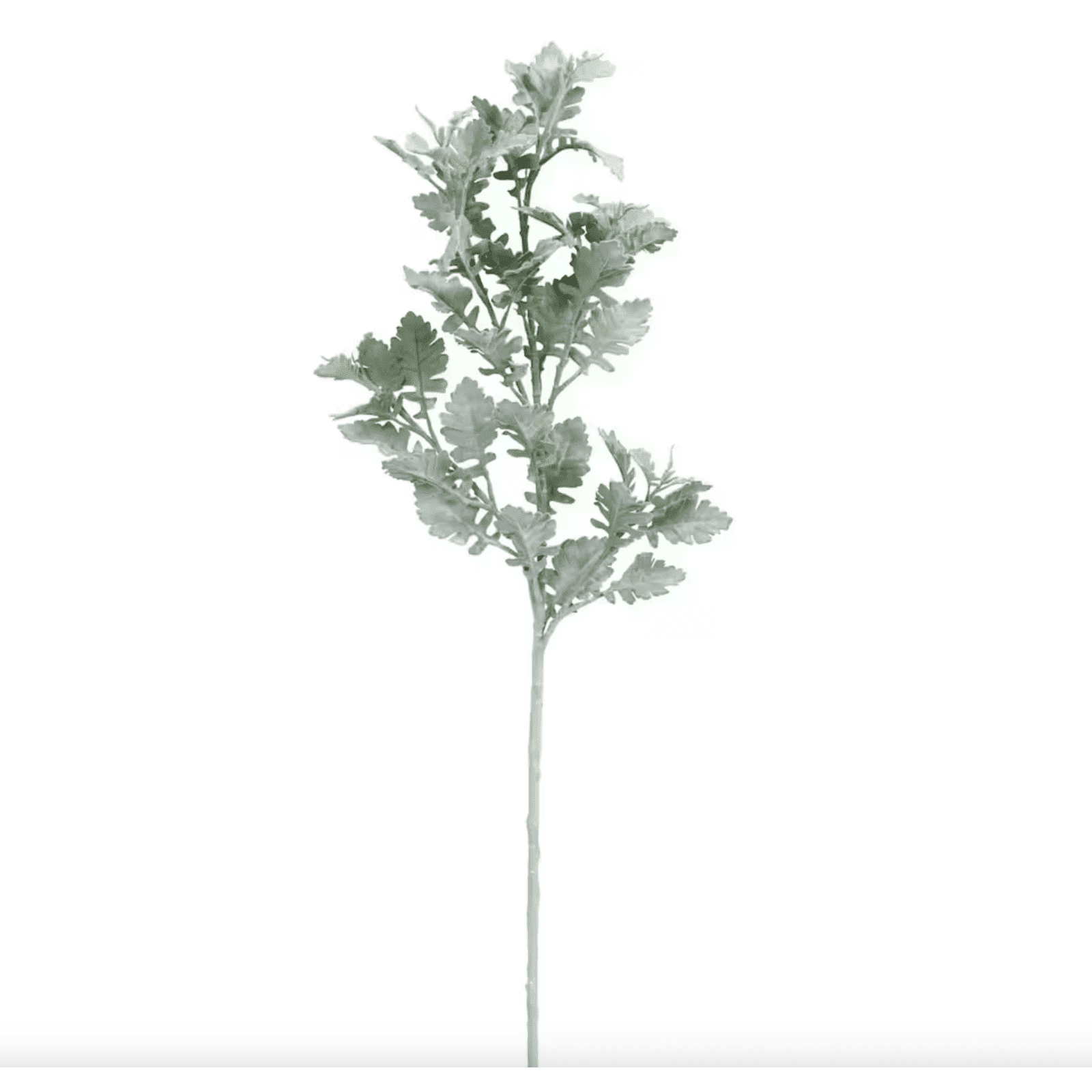 Dusty Miller Stem