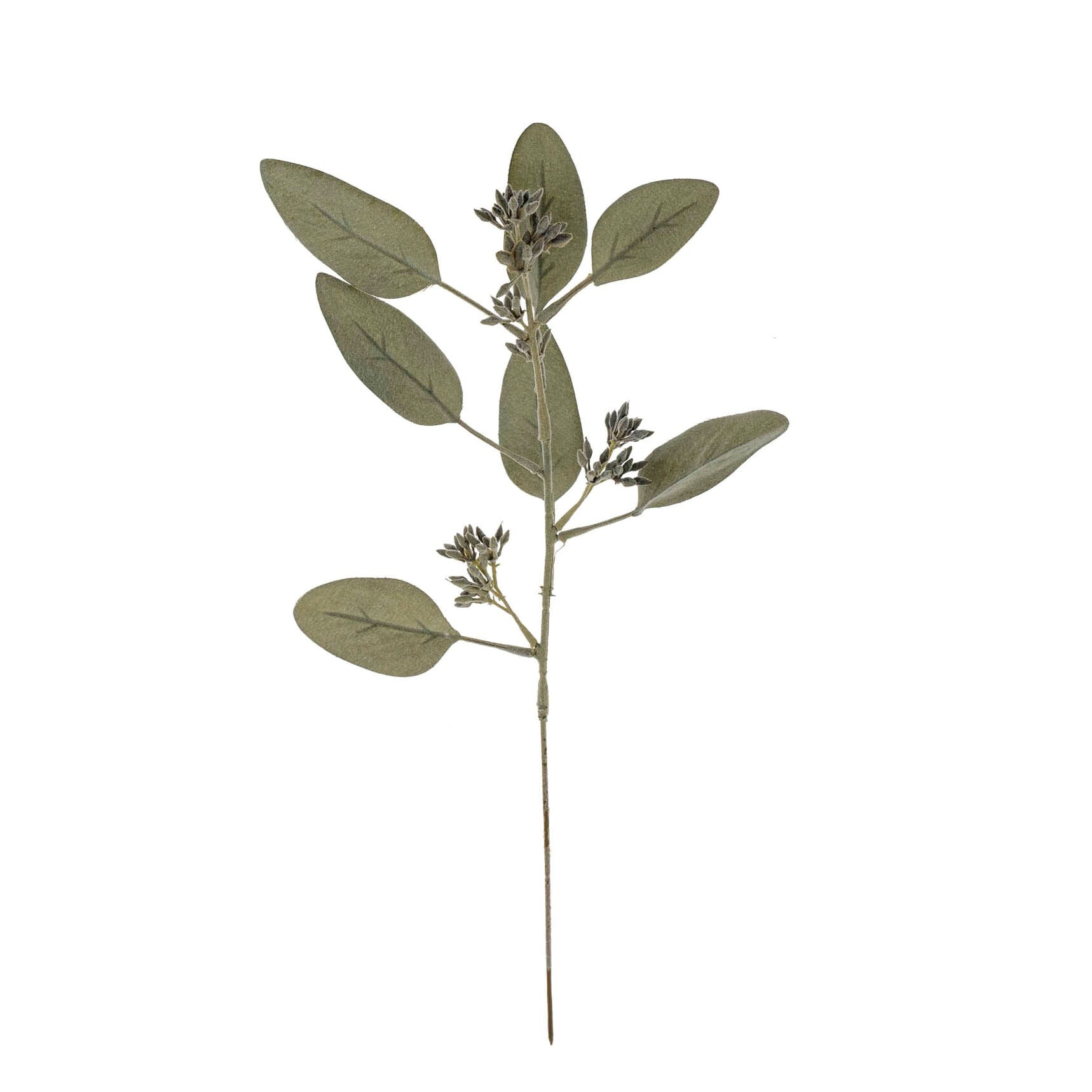 Eucalyptus Stem