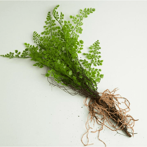 Faux Maidenhair Fern With Exposed Roots