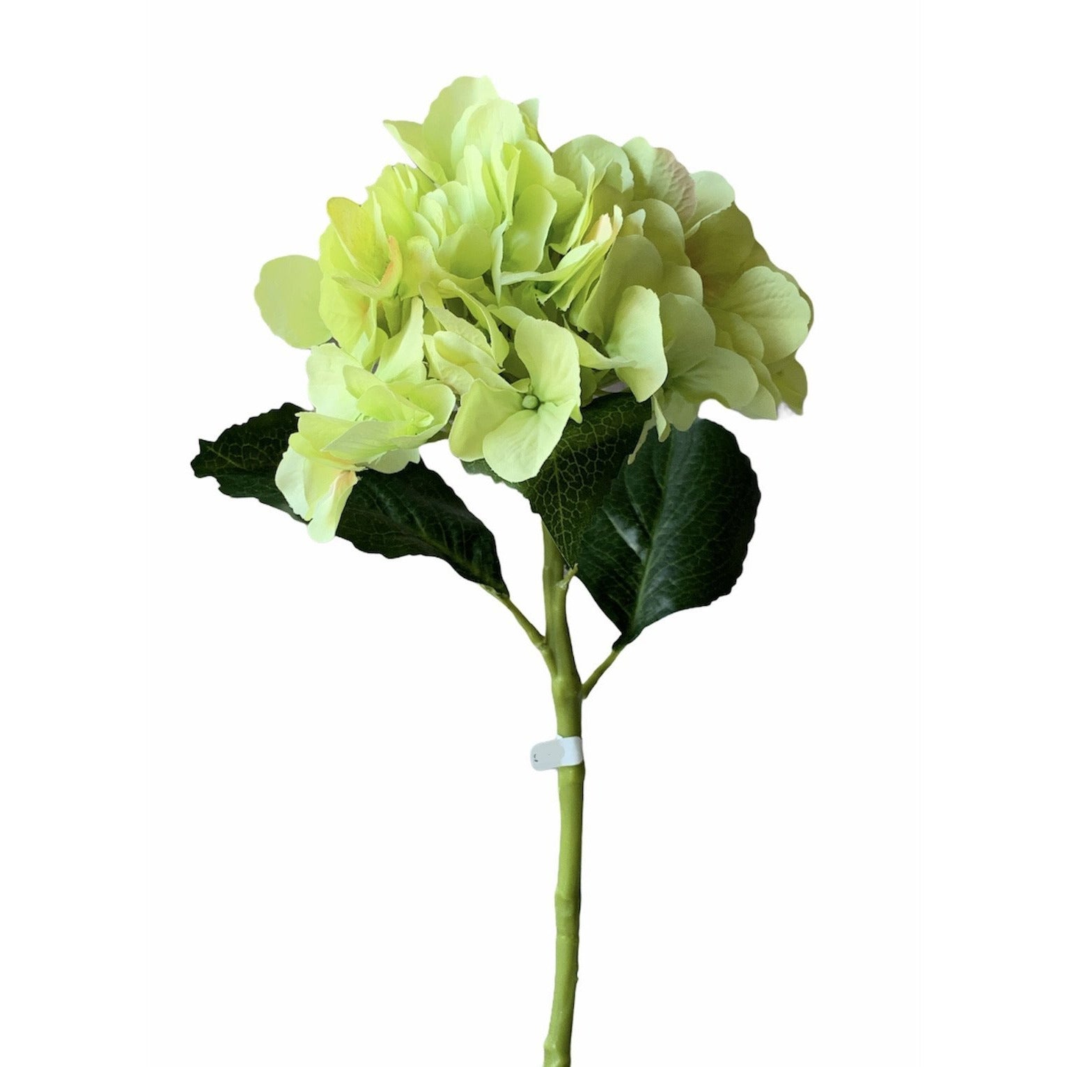 Green Hydrangea Stem