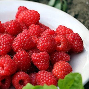 products/italian-raspberry-balsamic-vinegar-292437.jpg