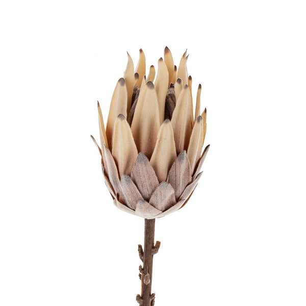 King Protea Floral Stem