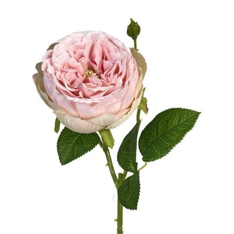 Pink English Garden Rose Stem
