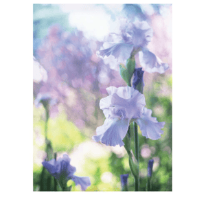 Purple Iris - Greeting Card - Thank You