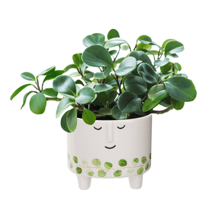 products/short-face-planter-with-leaf-pattern-774683.png