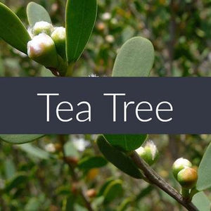 products/tea-tree-essential-oil-952741.jpg