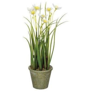 White & Yellow Daffodil In Pot