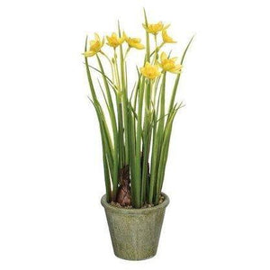 Yellow Daffodil in Pot